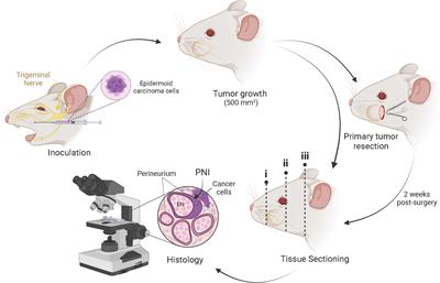 Development of an in vivo murine model of perineural invasion and spread of cutaneous squamous cell carcinoma of the head and neck